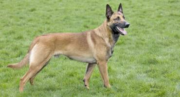 Chiens malinois