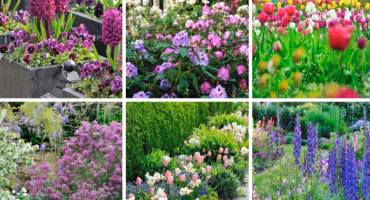 Bon plan pour fleurir son jardin !