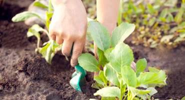 Jardin partagéé Bio