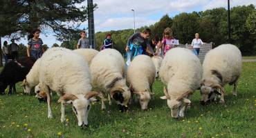 Gestion différenciée tonte des moutons