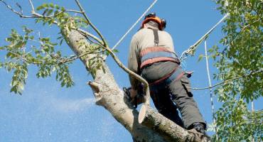 Coupe d'arbre