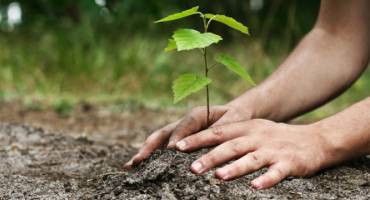 Plantation arbres