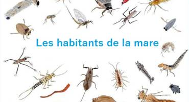 Les insectes de la mare