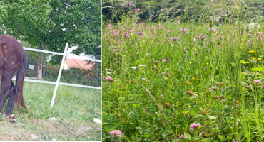 Prairies et pâturage