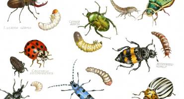 Planche insectes