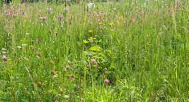 Prairie naturelle