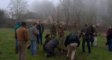 Taille d'un poirier en plein vent