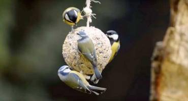 boule de graisse