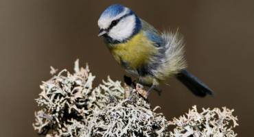 les oiseaux