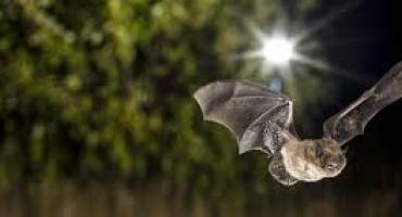 chauve-souris