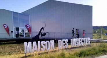 Maison des insectes