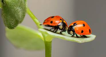 Coccinelles