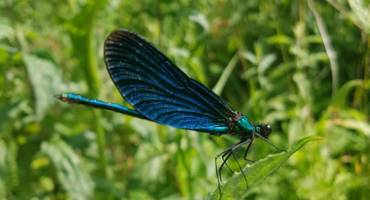 Demoiselle à l'honneur