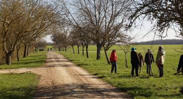 allée des pommiers