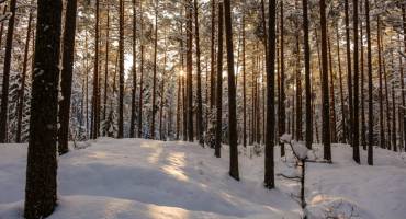 Foret en hiver