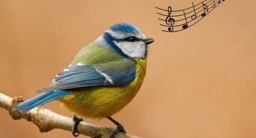 Mésange chant
