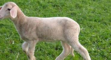 mouton