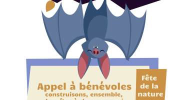 Appel à bénévoles, construction de gites à Chauves-souris