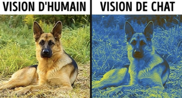 Comment les animaux voient le monde par leurs propres yeux ?