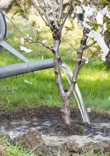 Arroser les arbres fruitiers