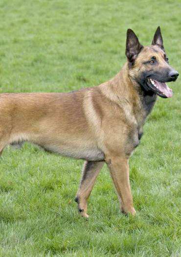 Chiens malinois