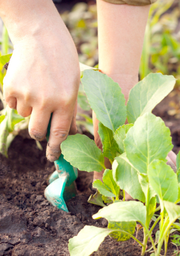 Jardin partagéé Bio
