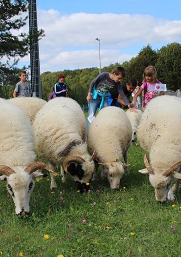 Gestion différenciée tonte des moutons