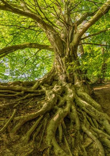 Elisez votre Arbre