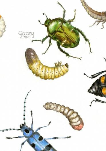 Planche insectes