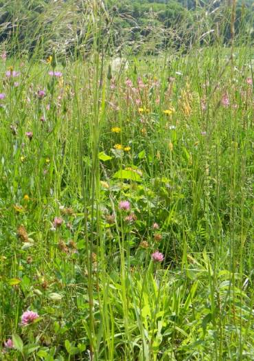 Prairie naturelle