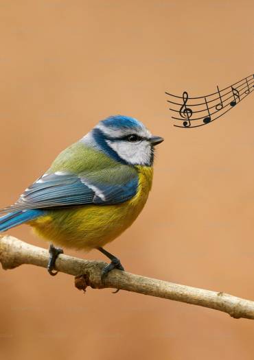 Mésange chant