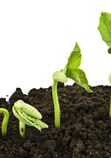 Le Comité Consultatif Environnement sème des idées… À vous de les faire pousser !
