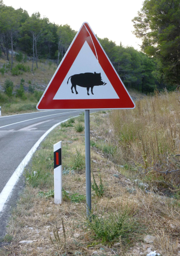 panneau sanglier