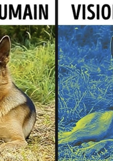 Comment les animaux voient le monde par leurs propres yeux ?