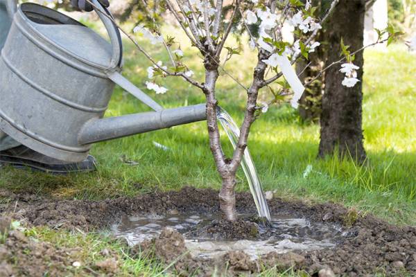 Arroser les arbres fruitiers