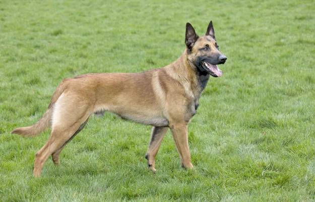 Chiens malinois