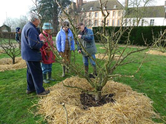 Taille d'hiver des fruitiers au verger des Granges de Port Royal des Champs