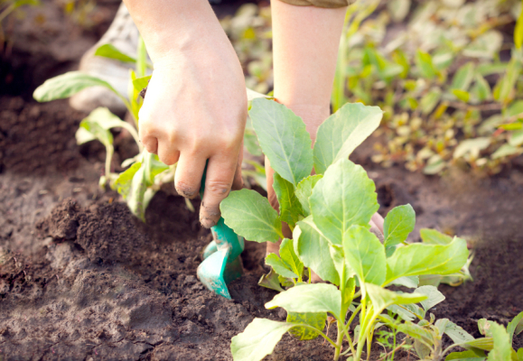 Jardin partagéé Bio