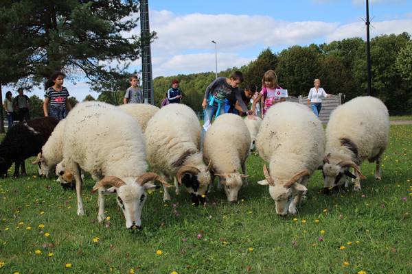 Gestion différenciée tonte des moutons