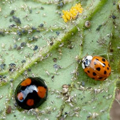 5 moyens de lutter contre les insectes ravageurs au jardin