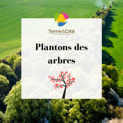 Plantons des arbres