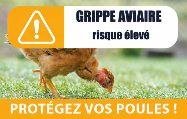 Grippe aviaire