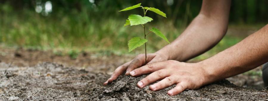 Plantation arbres