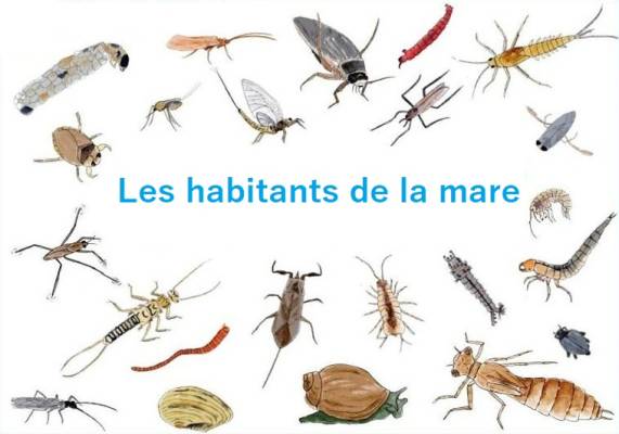 Les insectes de la mare