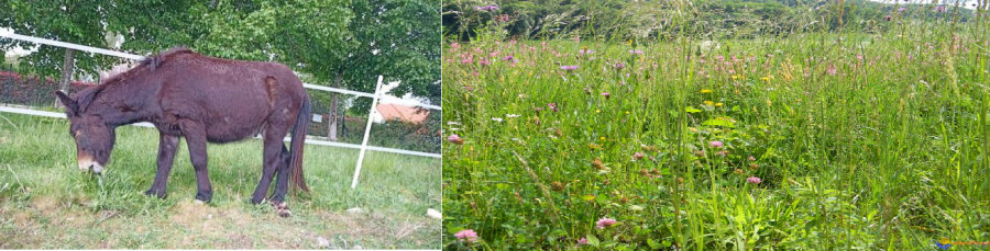 Prairies et pâturage