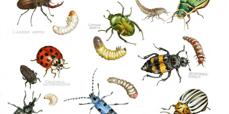 Planche insectes