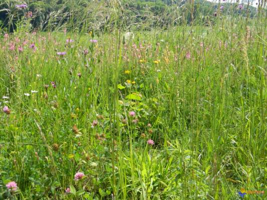 Prairie naturelle