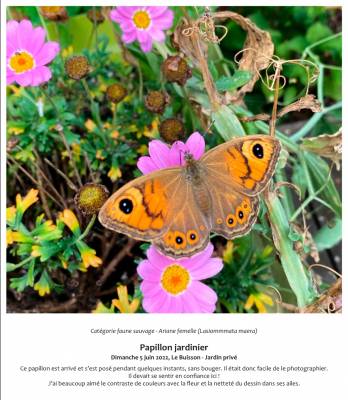 Papillon jardinier