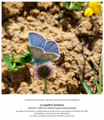 Le papillon butineur