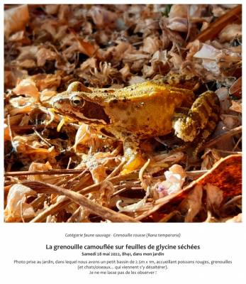 La grenouille camouflée sur feuilles de glycine séchées